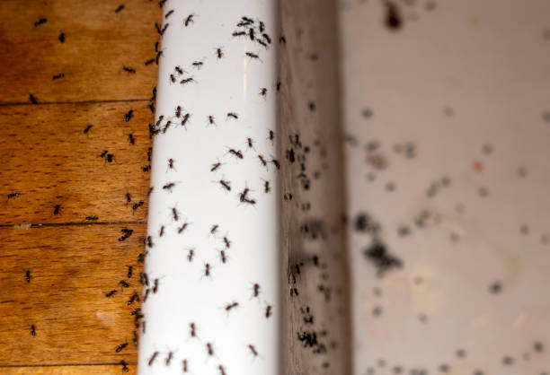 Pest Control Cost in Carpentersville, IL